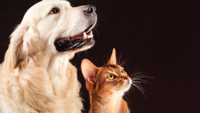 Money-Saving Tips for Pet Lovers